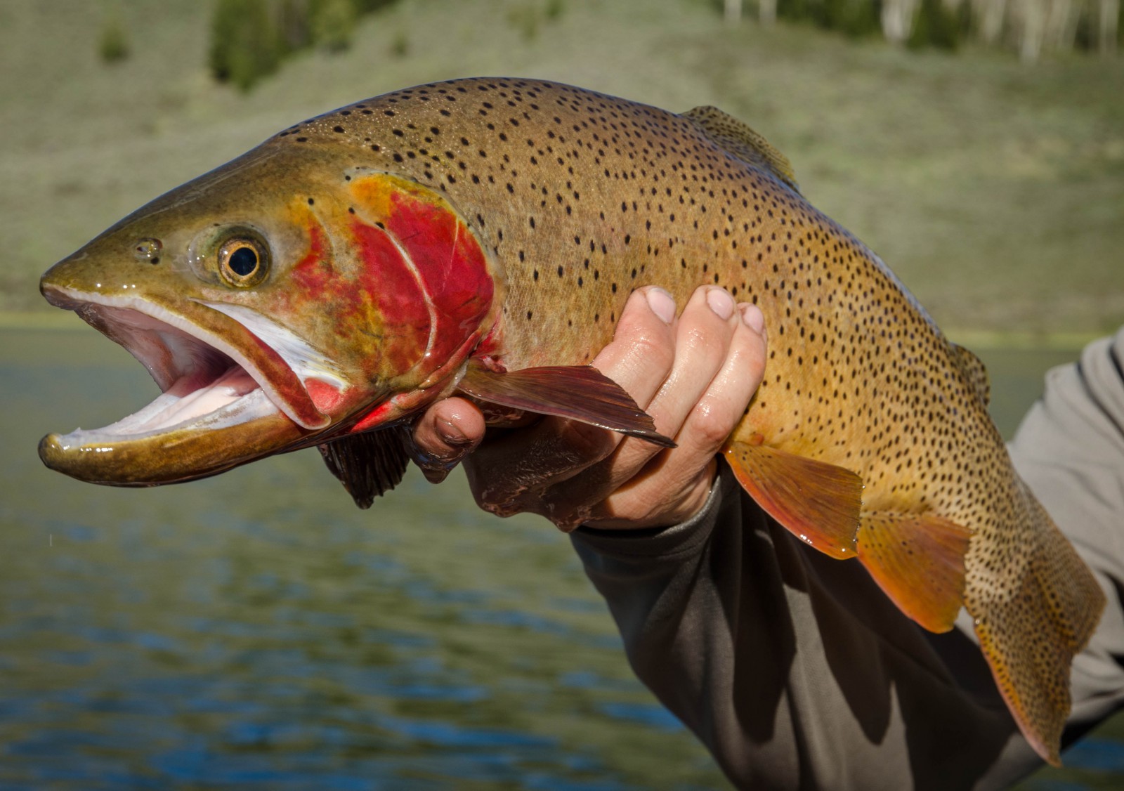 cutthroat-trout-fishmasters