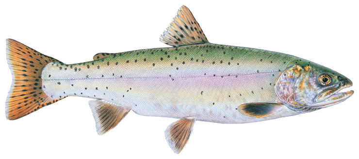 lahontan cutthroat trout