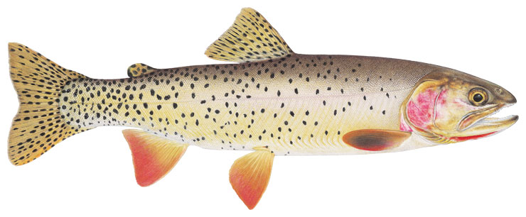 Yellowstone Cutthroat Trout – Western Native Trout Initiative