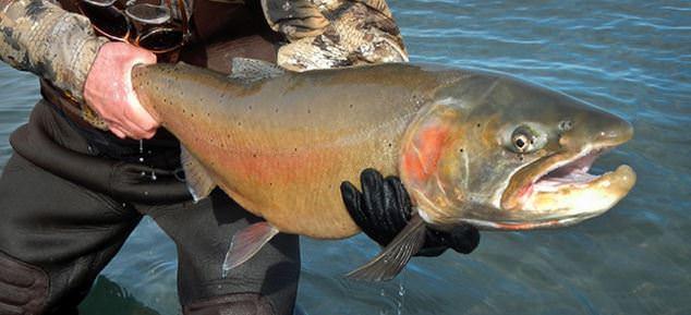 lahontan cutthroat trout