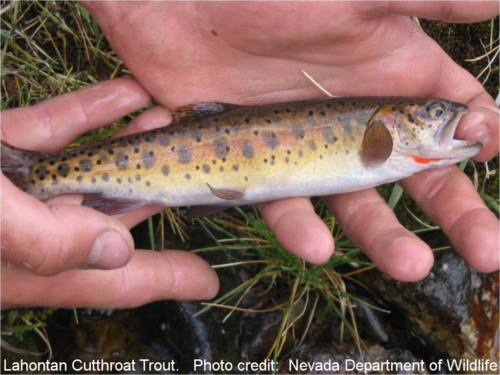 lahontan cutthroat trout