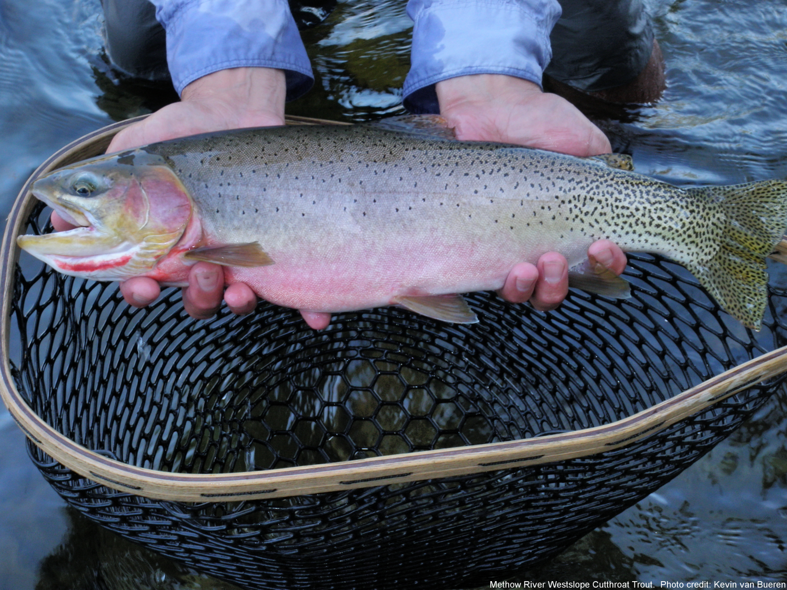 Как сохранить форель. Cutthroat Trout. Bonneville Cutthroat Trout. Озерная форель. Сачок для форели.