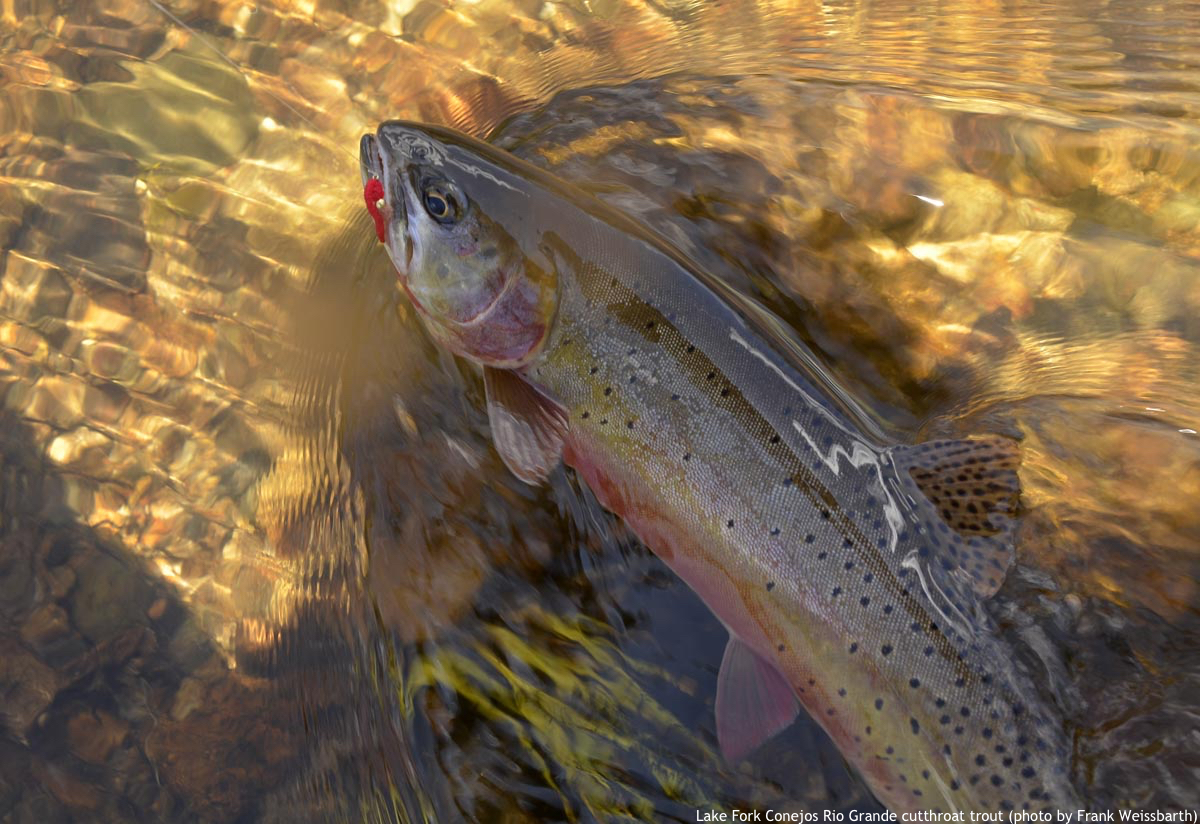 Rio Grande Cutthroat Trout – Western Native Trout