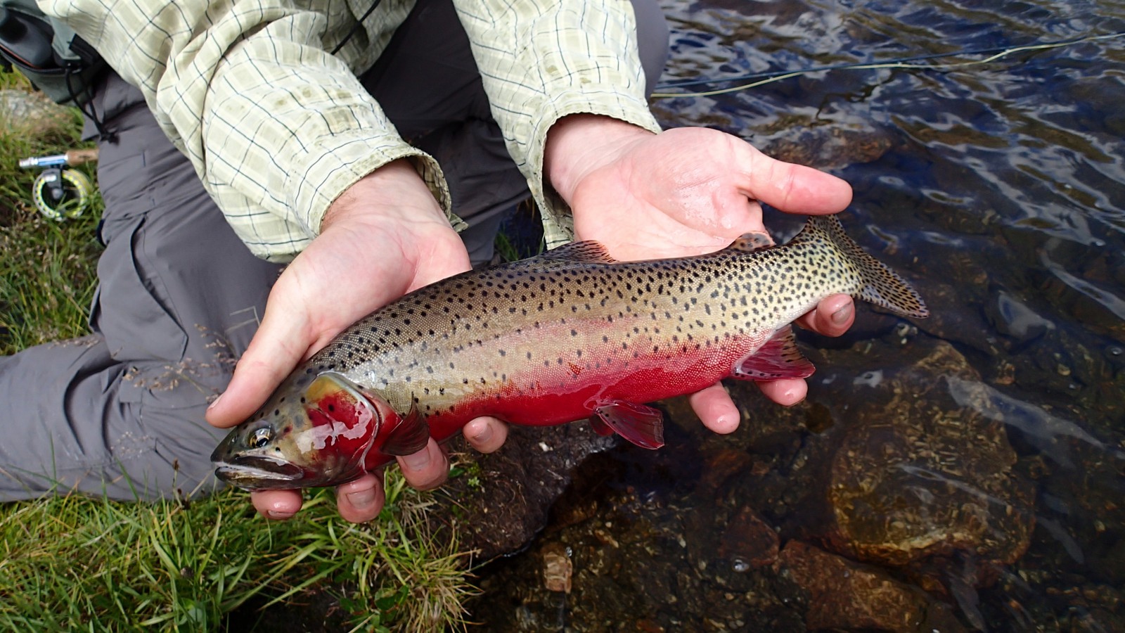 Rio Grande Cutthroat Trout Western Native Trout