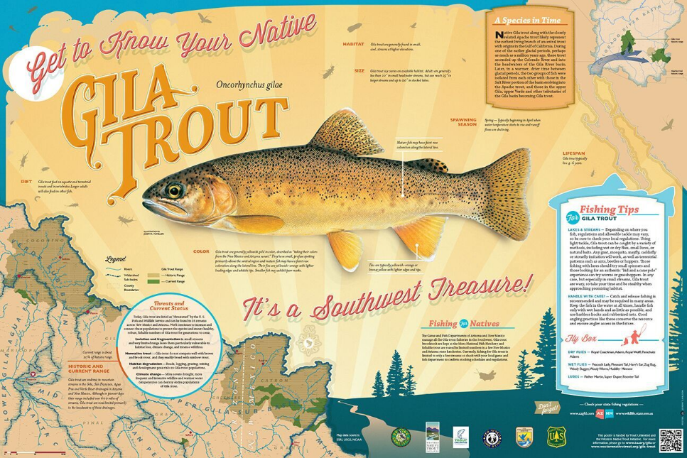 Gila Trout – Western Native Trout Initiative