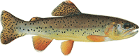 Apache Trout – Western Native Trout Initiative