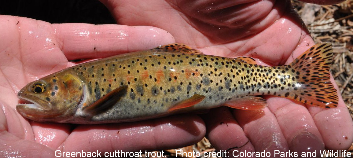 greenback cutthroat trout identification