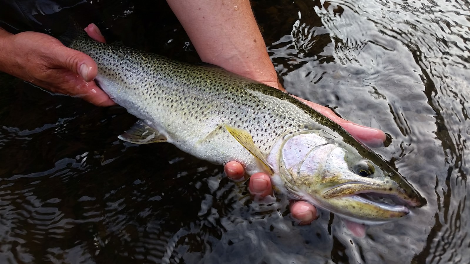 Coastal Cutthroat Trout Western Native Trout   Coastal Ct 421 James Losee 