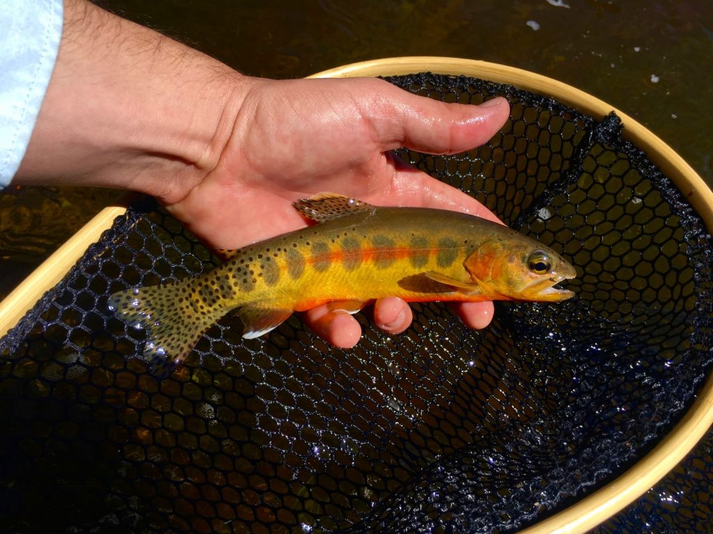 colorado fishing planet colorado golden trout