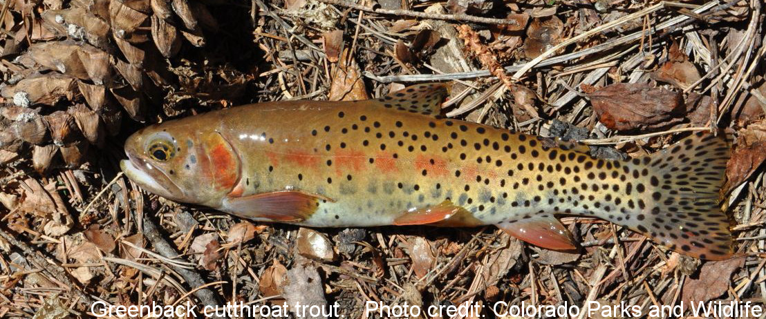 greenback cutthroat trout identification