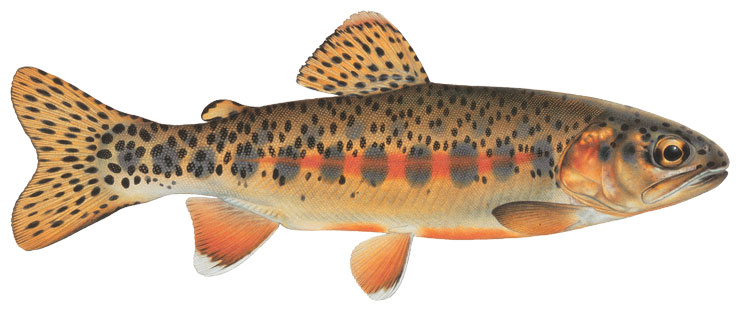 Little Kern Golden Trout – Western Native Trout Initiative