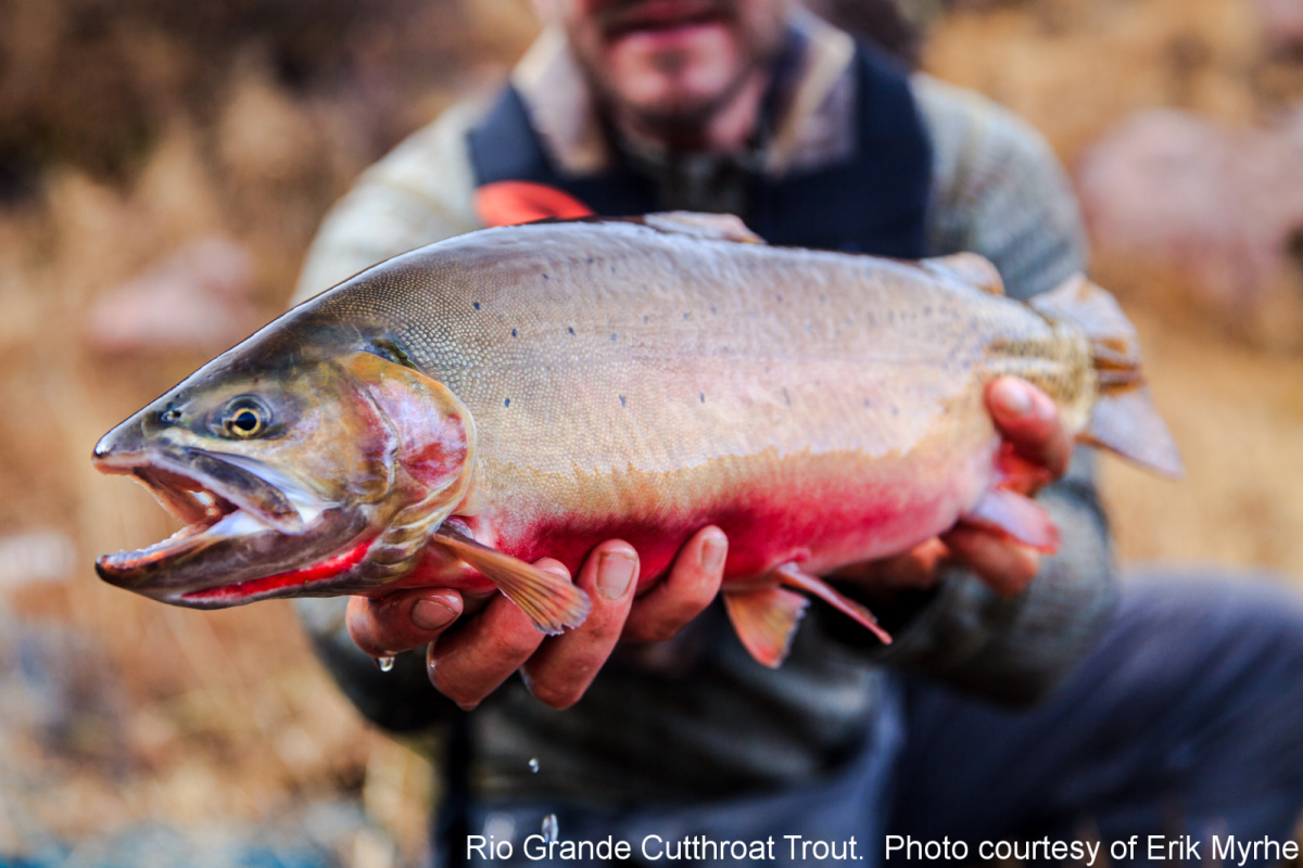 Rio Grande Cutthroat – Western Native Trout