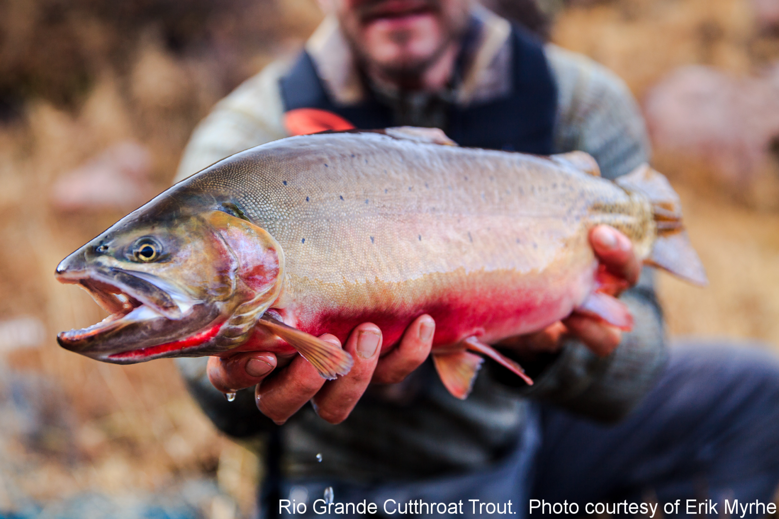 Rio Grande Cutthroat Trout Western Native Trout