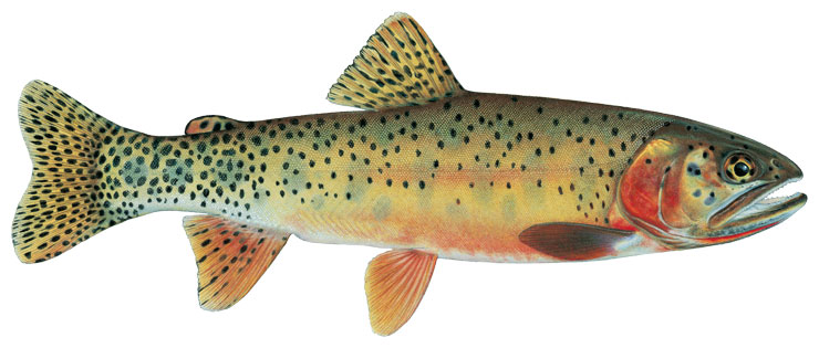 Rio Grande Cutthroat Trout – Western Native Trout Initiative