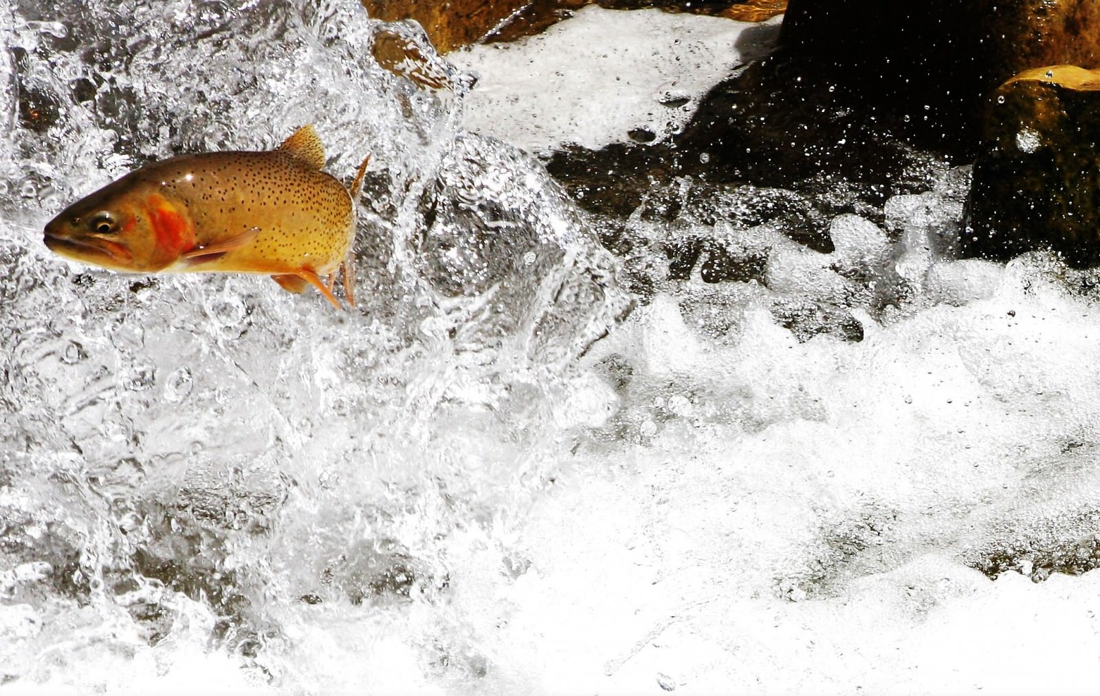 Yellowstone Cutthroat Trout – Western Native Trout