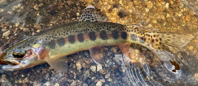 California Golden Trout – Western Native Trout