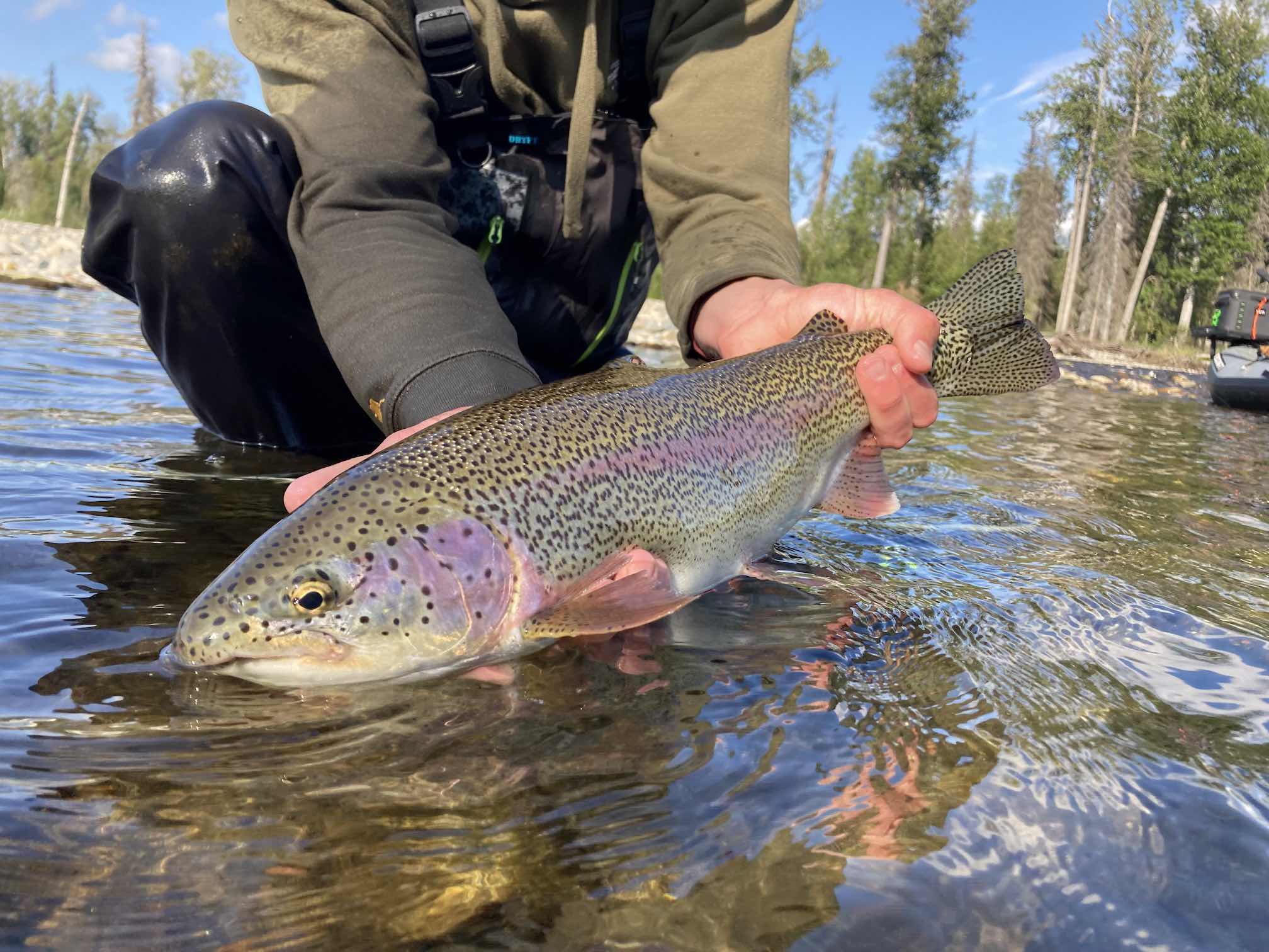 Alaskan Rainbow Trout Western Native Trout Initiative Alaskan Rainbow Trout Western Native Trout Initiative