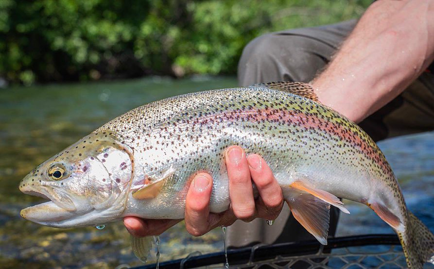Trout Species Of Alaska At Christopher Ardoin Blog Trout Species Of Alaska At Christopher Ardoin Blog