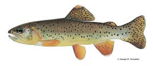 Apache Trout – Western Native Trout Initiative