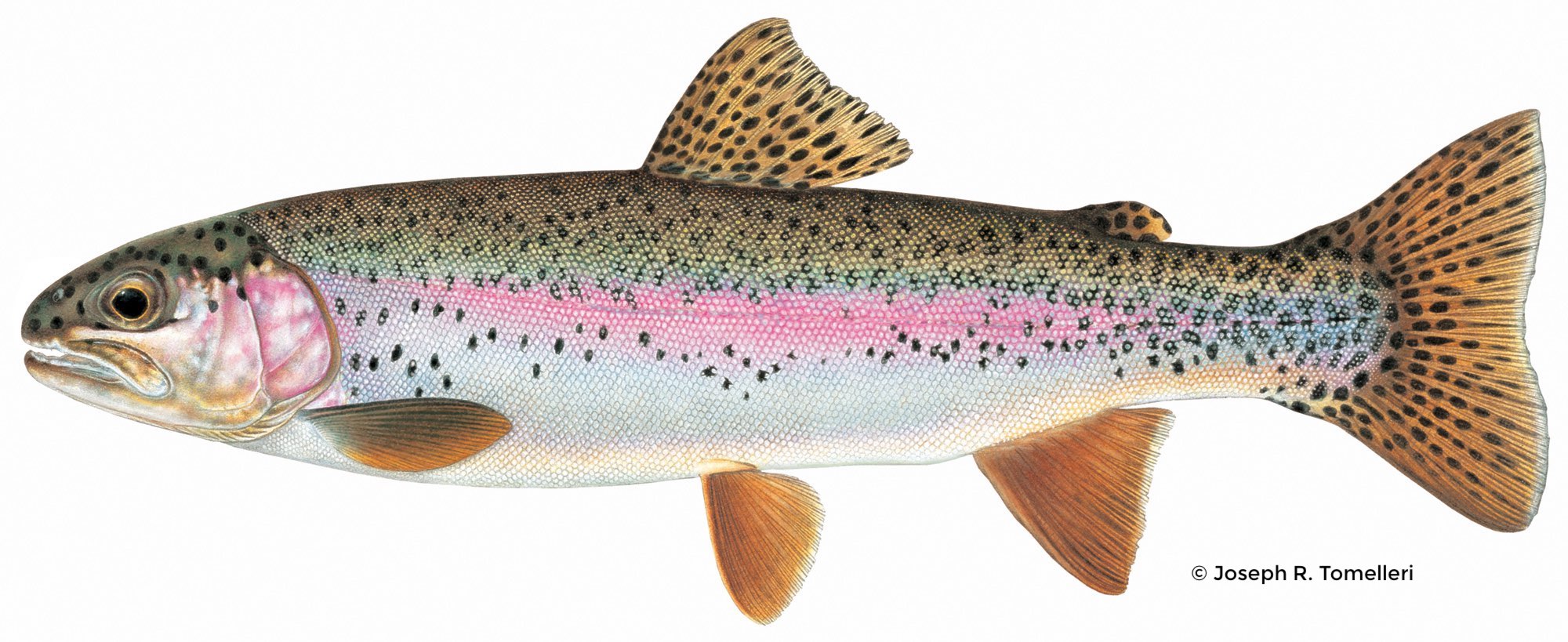 Alaskan Rainbow Trout – Western Native Trout Initiative