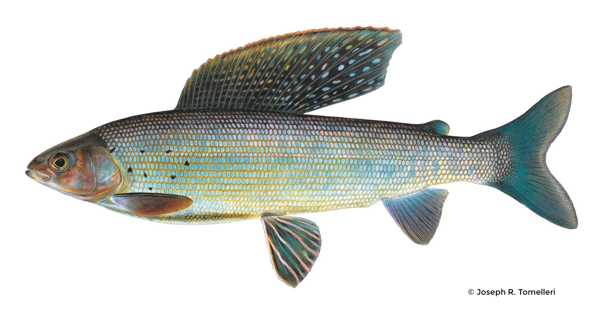 Arctic Grayling Western Native Trout Initiative Arctic Grayling Western Native Trout Initiative
