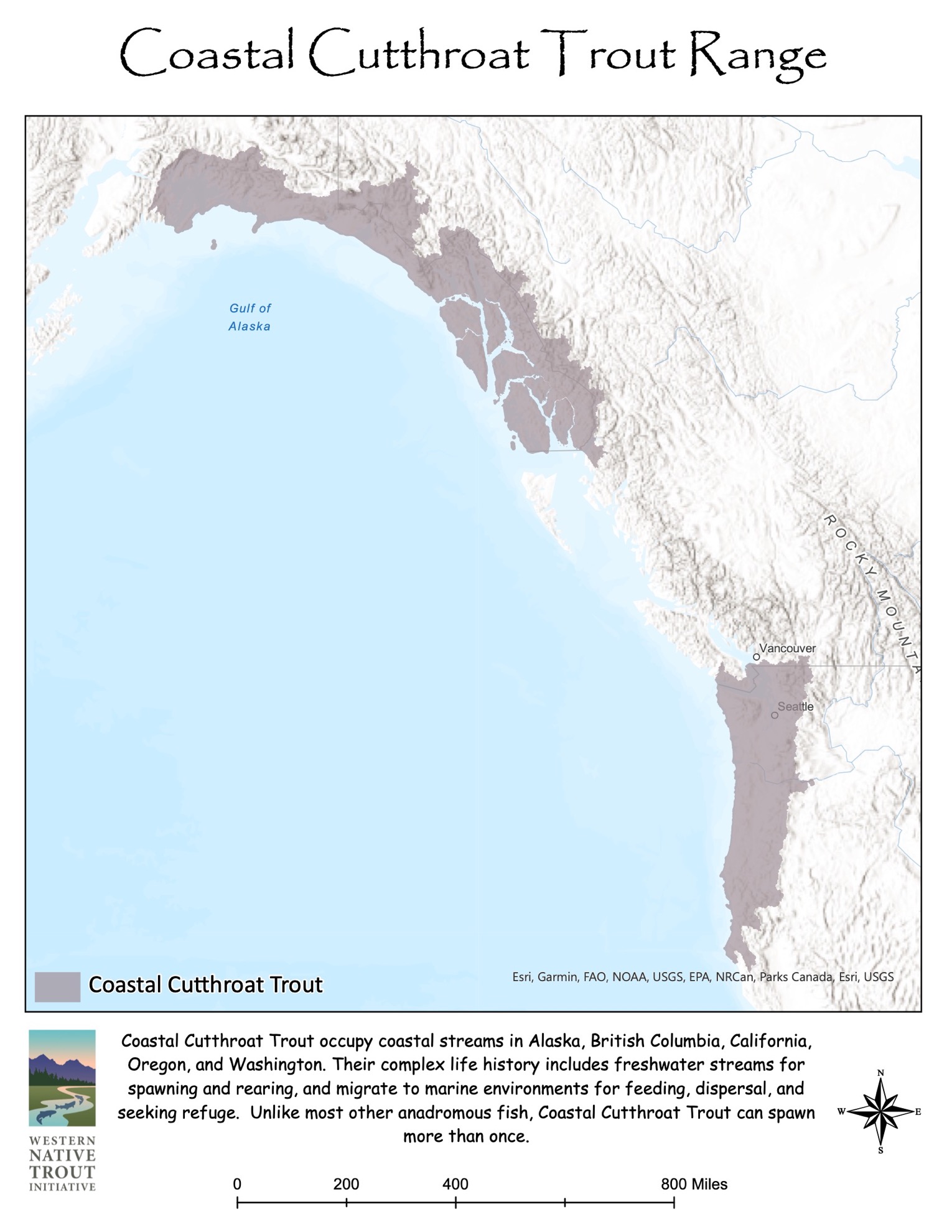 Coastal Cutthroat Trout – Western Native Trout Initiative