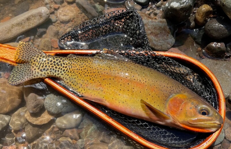 A Seasonal Overview of Wild Trout in Colorado - Expedition Outside