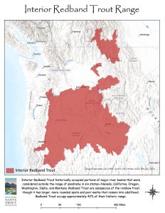 Redband Trout Western Native Trout Initiative