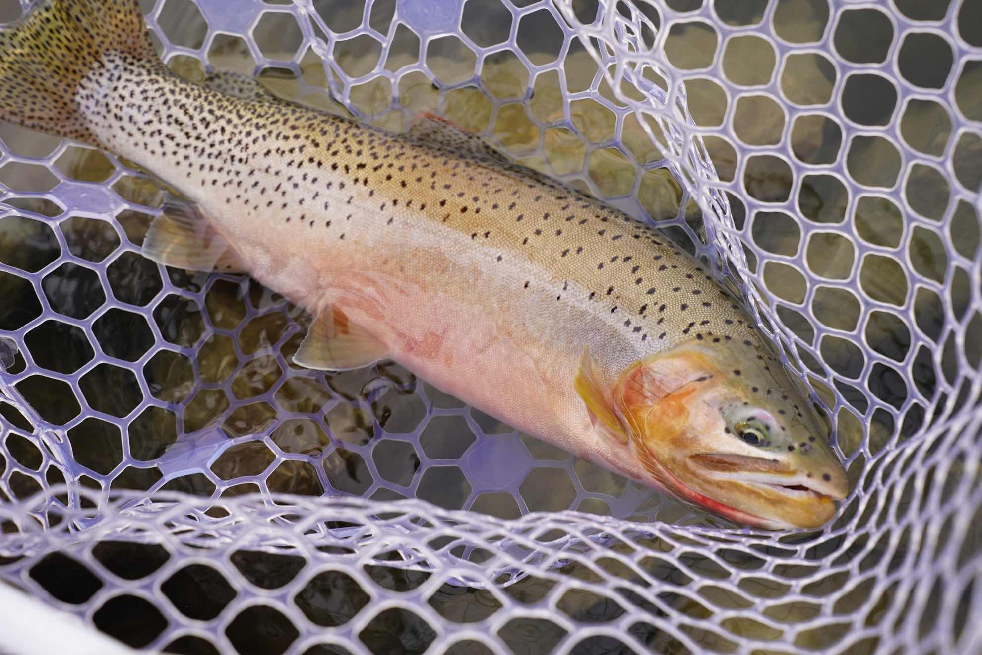 Westslope Cutthroat Trout – Western Native Trout Initiative
