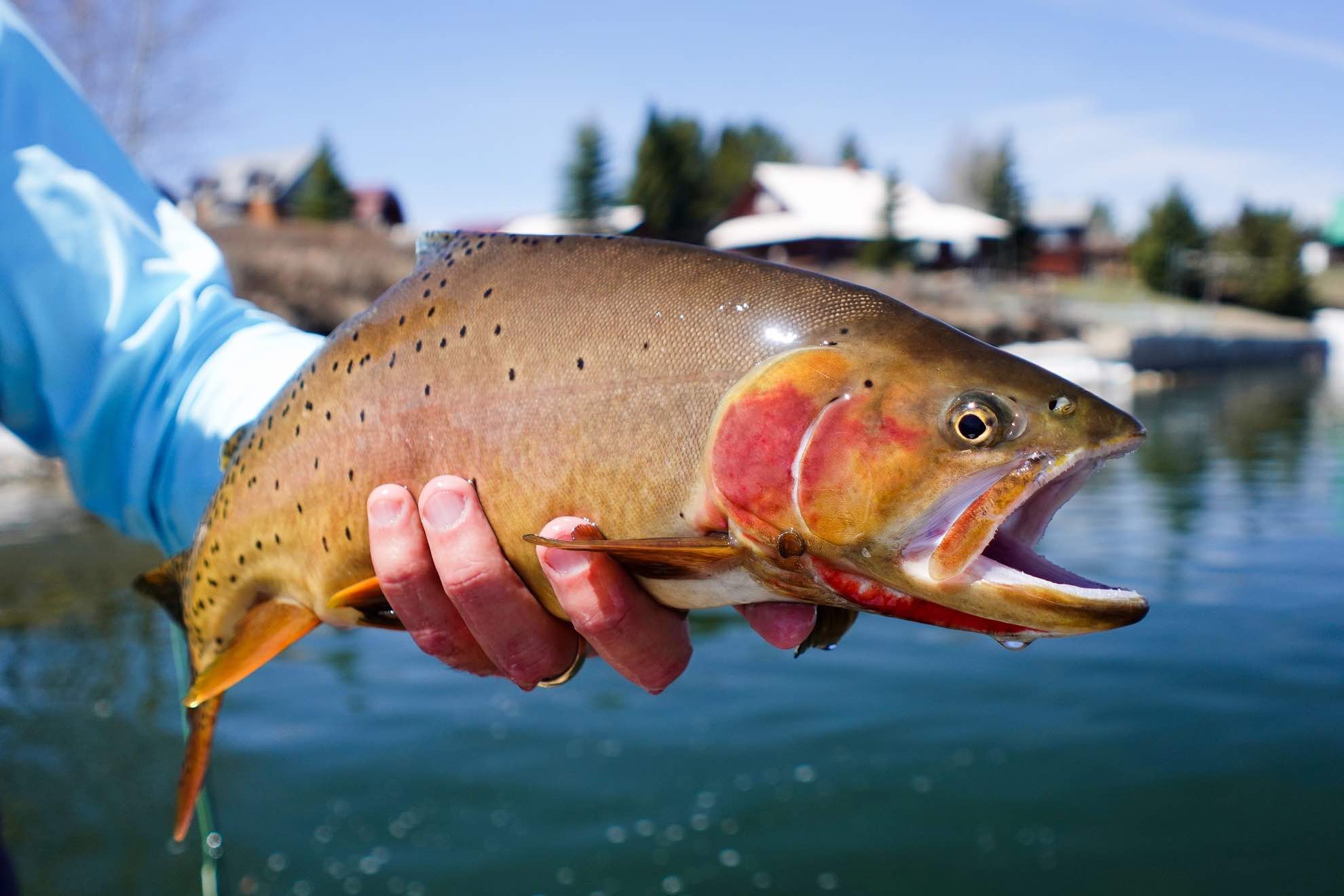 Yellowstone Cutthroat Trout – Western Native Trout Initiative