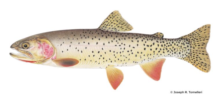 Yellowstone Cutthroat Trout – Western Native Trout Initiative