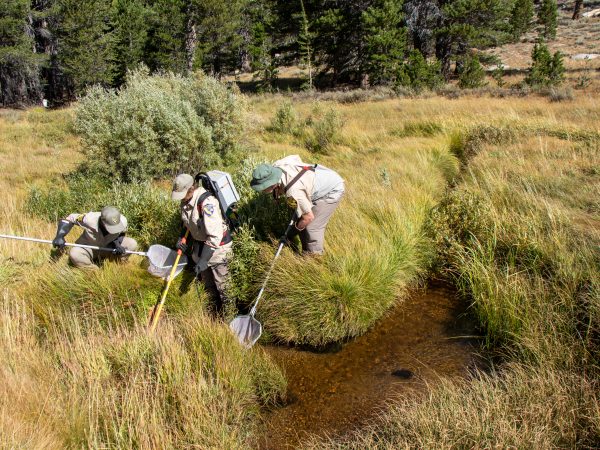 From right to left John Hanson, Sierra Harris, and Sarah Mussulman electrofish Coyote Valley Creek to collect Paiute cutthroat trout for reintroduction into Silver King Creek on Sep. 18, 2019. (CDFW Photo/Travis VanZant)