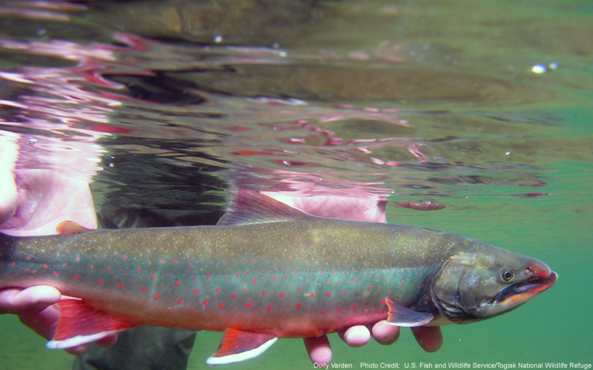 Dolly Varden – Western Native Trout