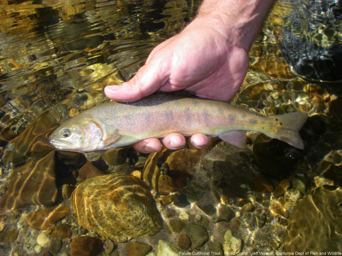 Paiute Cutthroat Trout – Western Native Trout