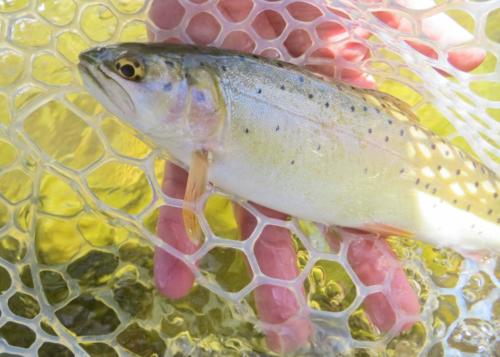 bonneville cutthroat trout